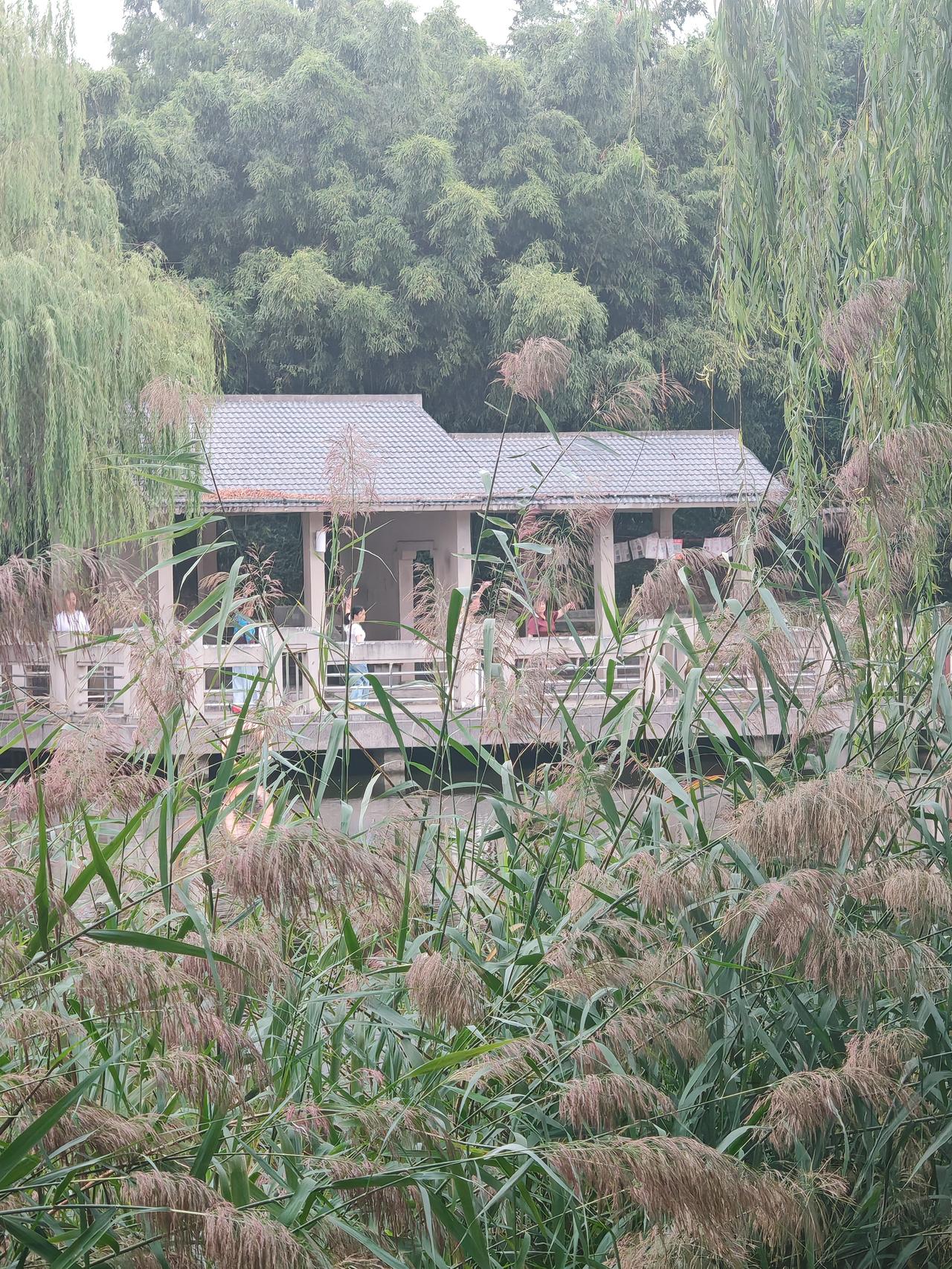 河边长满芦苇，有人在亭子里休息。