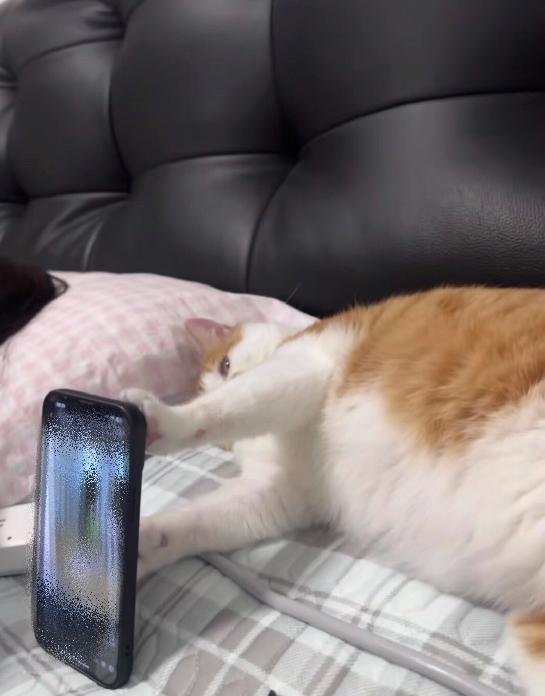 养猫人有自己的支架养猫以后使用的手机支架在不知不觉中变得愈发肥美了校园v计划日常