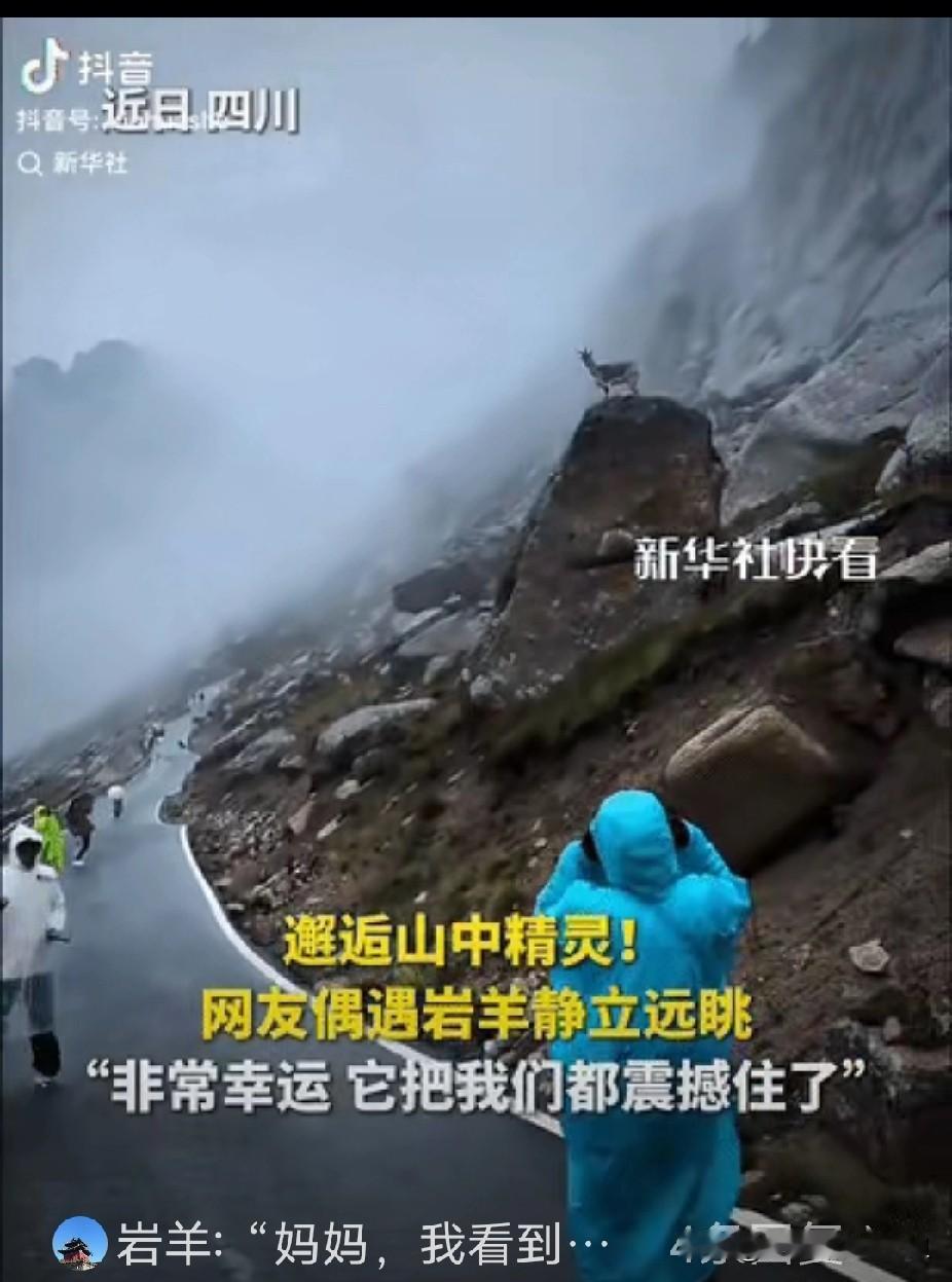 彻底解释不清了！​连新华社都忍不住转发了。​四川，网友在莲宝叶则的山路中