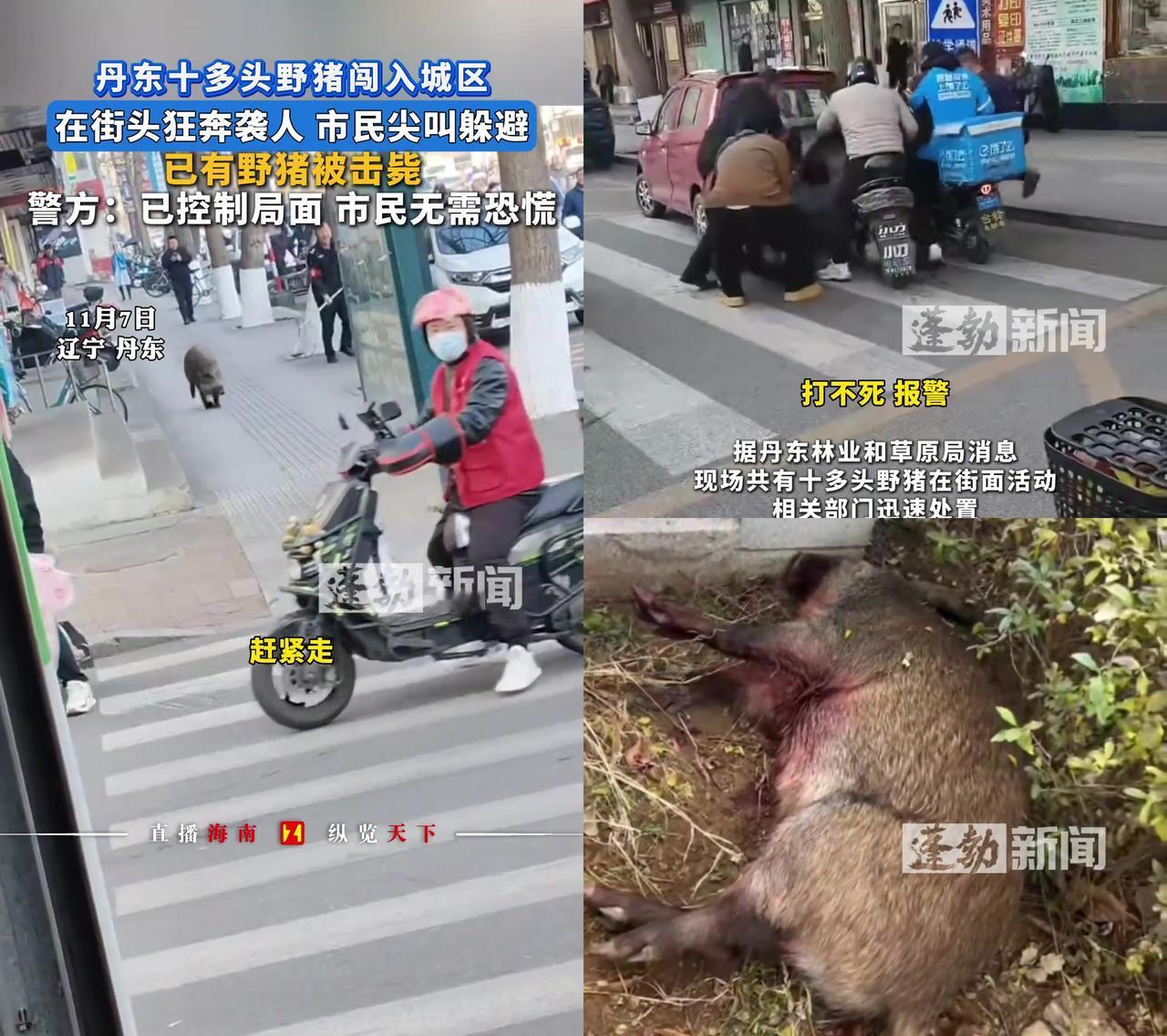 丹东早市的热豆浆刚端到手，一头野猪“哐当”撞翻了张姨的菜篮子！11月7日