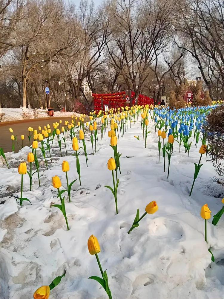 乌市的红山公园，雪地里开满了郁金香，只是它是假的……已经三月了，乌市还是冰天