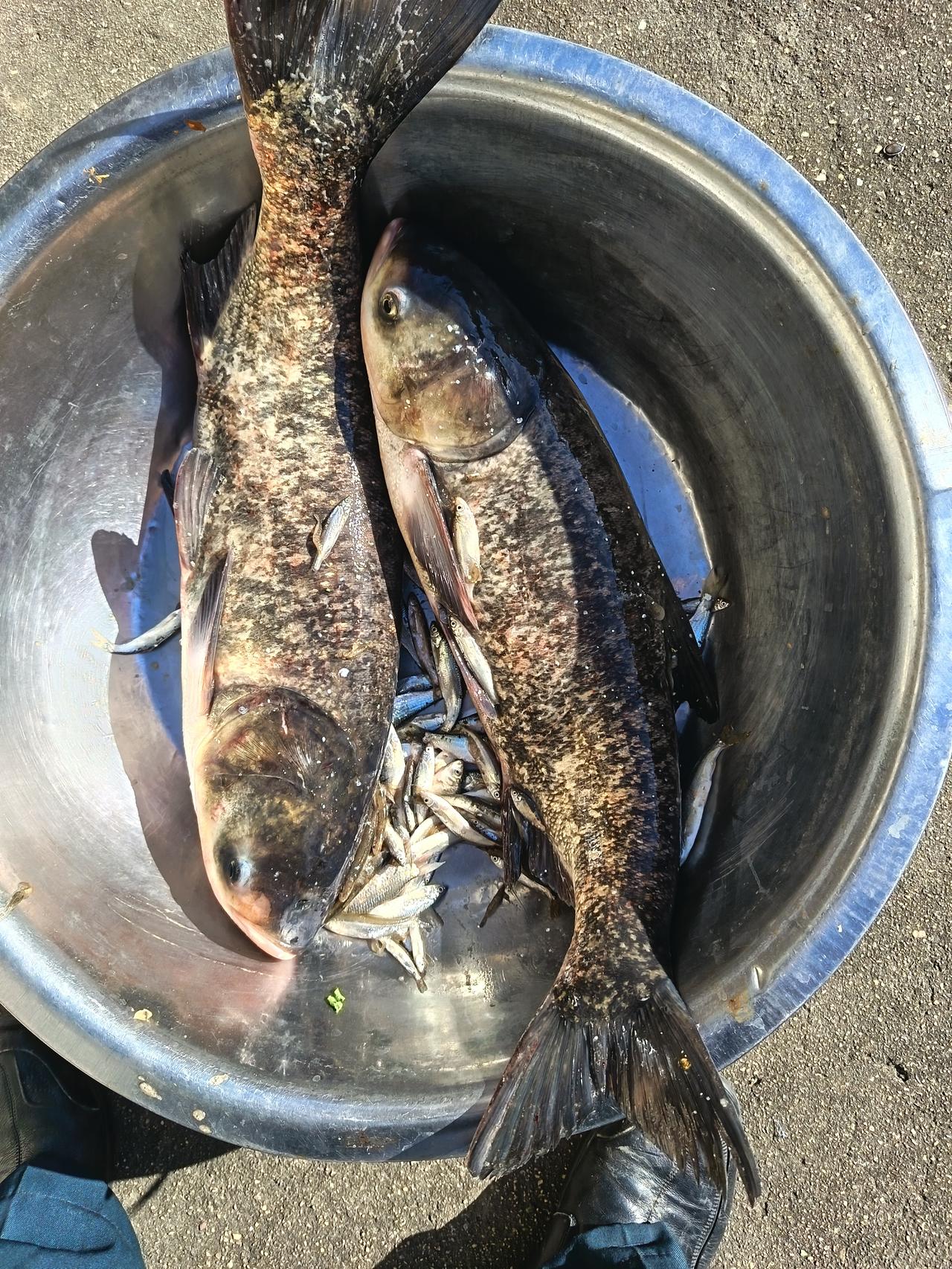 冬日进补开始啦！今天买回来的两条花鲢和在集市上买的草鲢价格一样，都是4元一斤