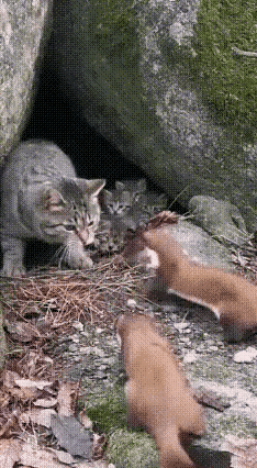 泪目！猫妈妈堵死洞口硬刚黄鼠狼，为护崽拼命到极致！洞口前