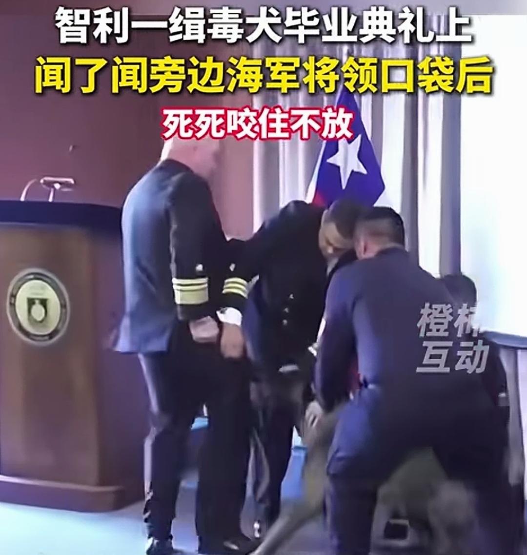 智利将军被缉毒犬咬惨了！缉毒犬表扬仪式上，海军利萨纳中将上台致辞，和功勋犬四目相
