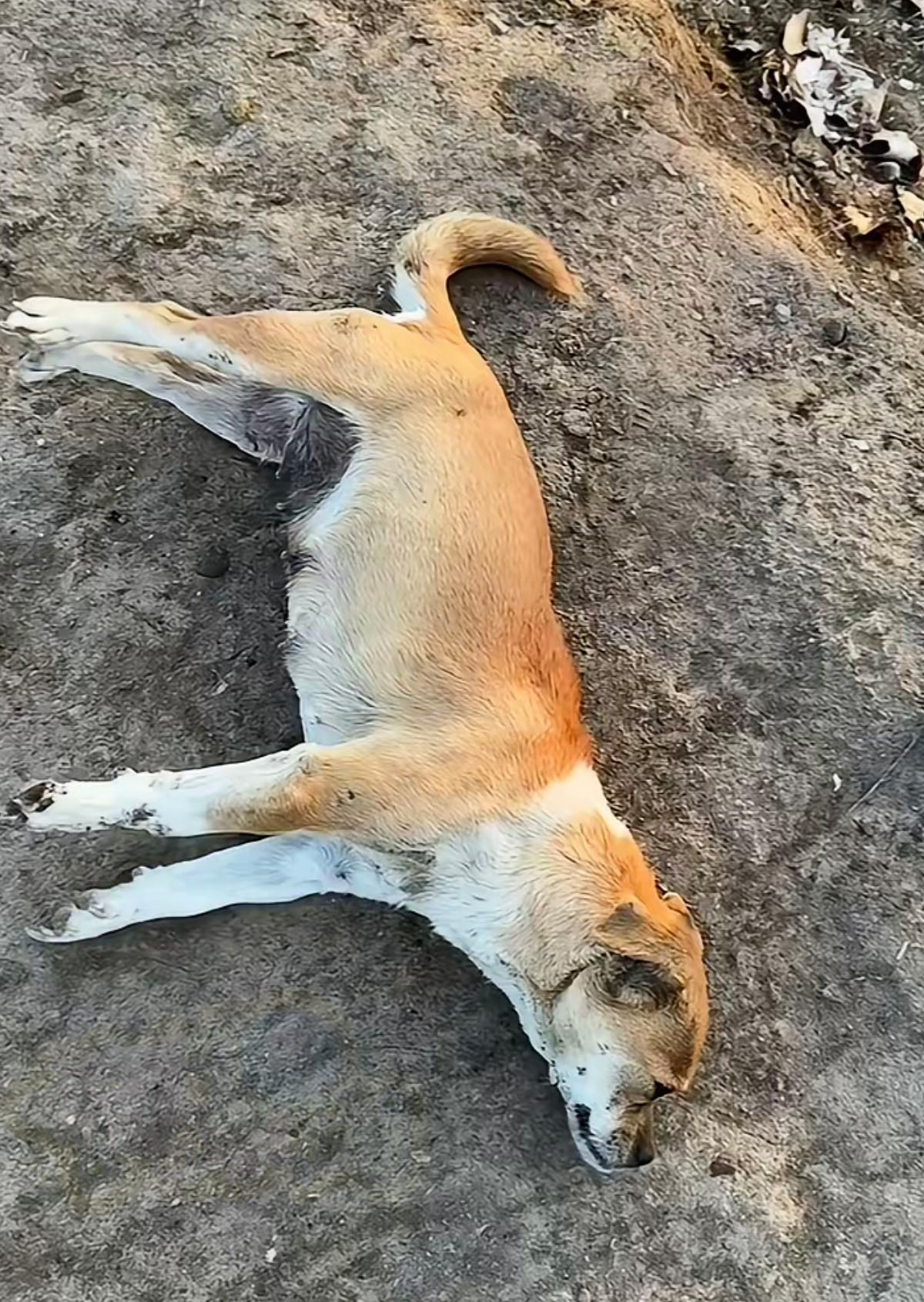 新疆零下十几度，流浪狗冻僵在路上仍拼命摇尾示好，这份赤诚太戳人，遇到心软的人，终