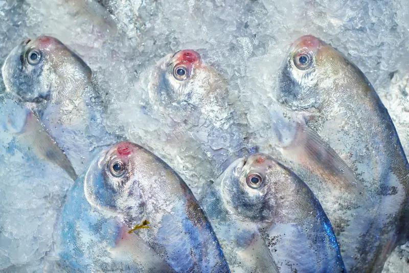 东北冰墙冻满鱼，惊呆南方人近日，黑龙江佳木斯，女子偶遇冻满鱼的巨型冰墙，惊呼