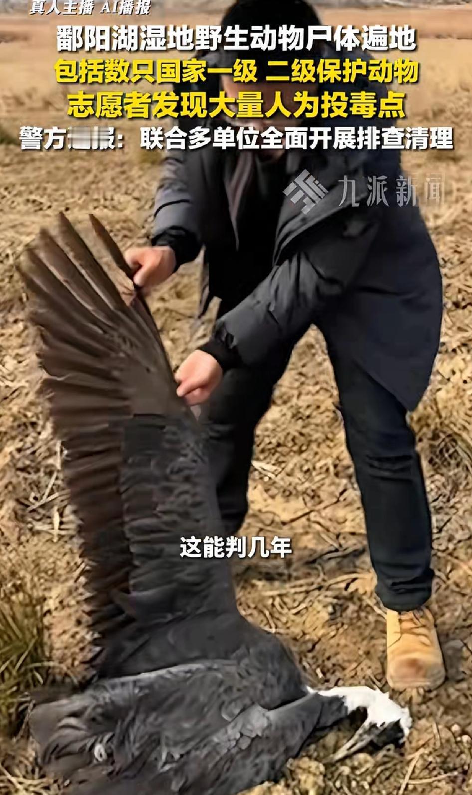 鄱阳湖湿地野生动物尸体遍地，鄱阳湖本是众多野生动物的家园，可如今却成了“杀生场”