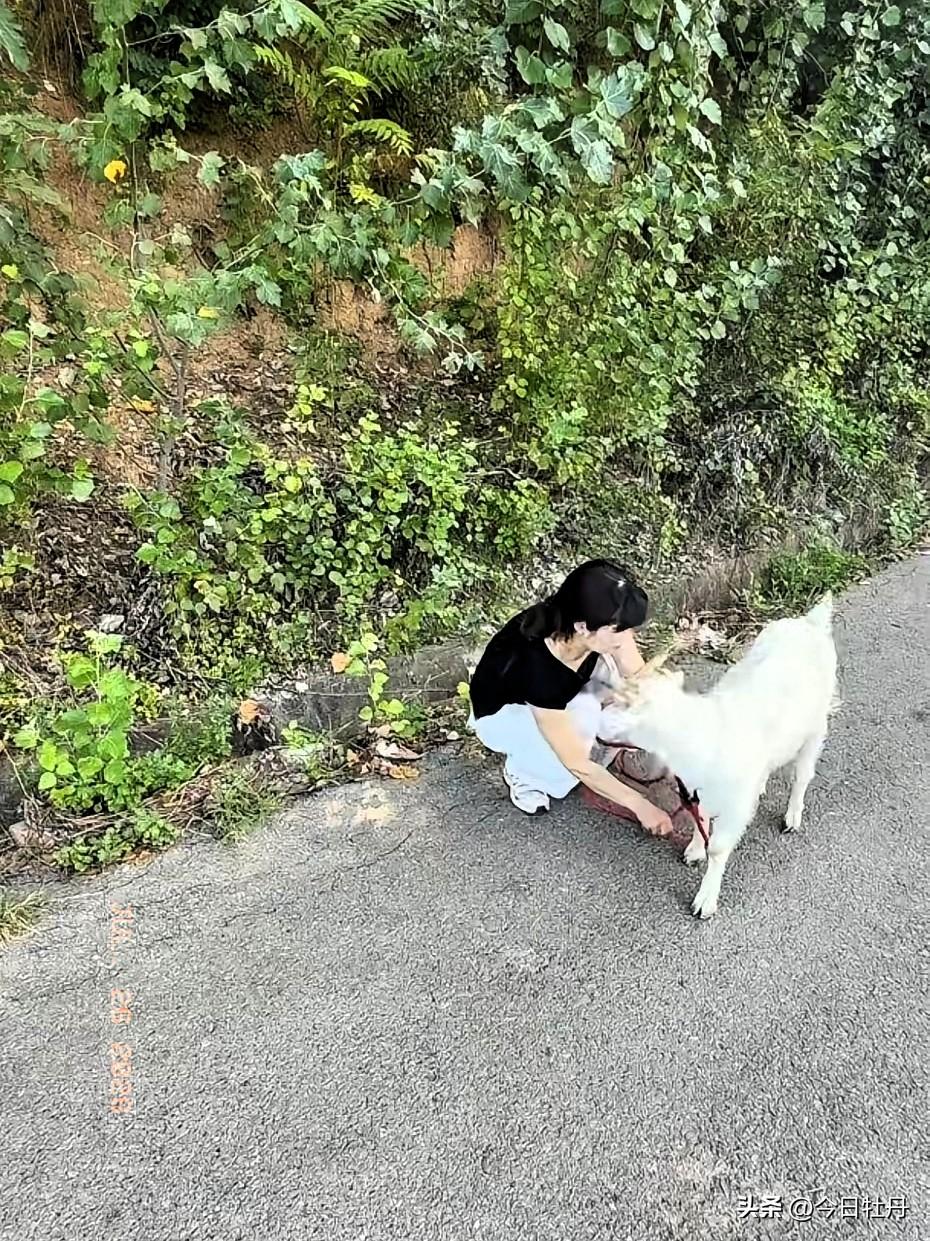 清晨天刚亮，西安女孩就牵着小羊出门寻草觅食了。她每天固定早晚两次溜羊，专挑气温最