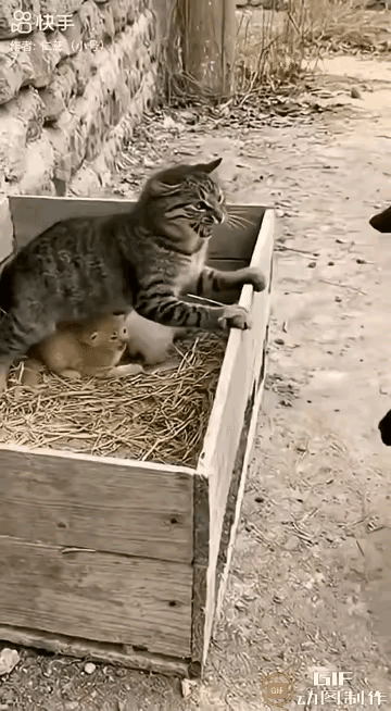 猫妈为护崽死磕大黄鼠狼！嘶吼着“别碰我孩子”，浑身炸毛的样子看哭了后院角落