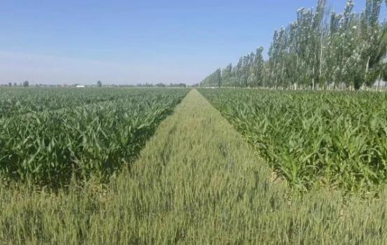 为什么英国、荷兰地狭人稠，却不担心粮食安全，反而把地拿去种花种草？ 英国