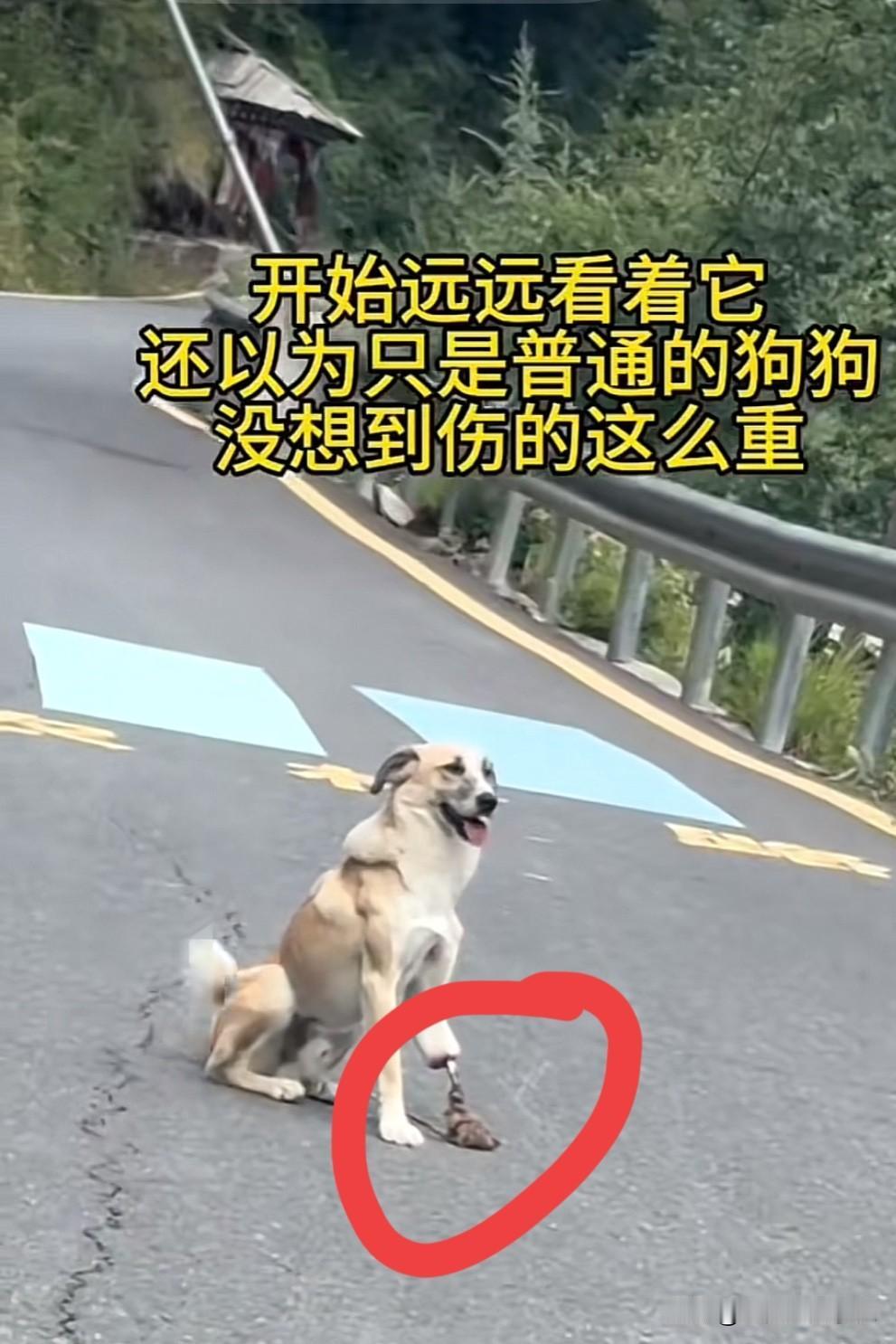 有句话说不爱也别伤害！现在很多人养狗，把狗宠的像孩子一样照顾！再看看这条