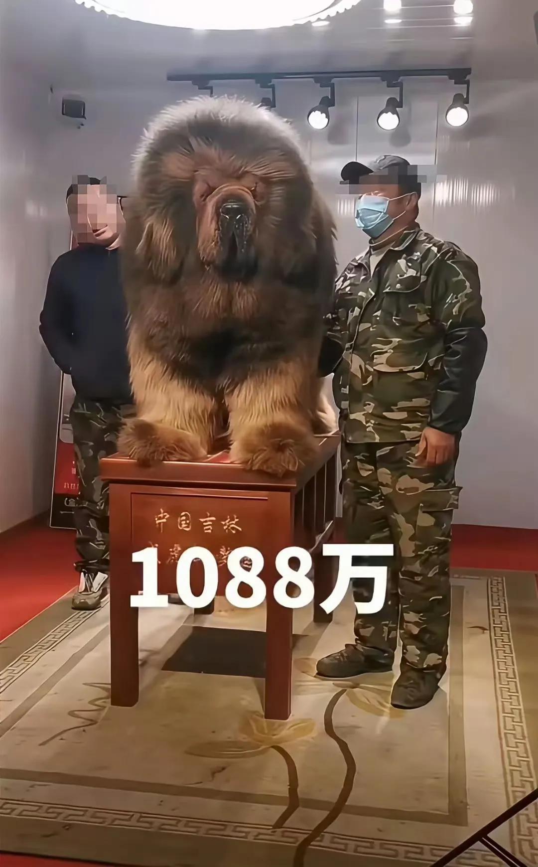 天价藏獒！传言这怕是狮子老虎都能斗上一斗！