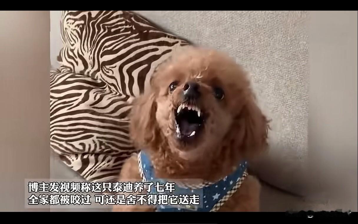 这条泰迪在朋友家里养了七年，七年中家庭成员每个人都被它咬过，包括两名未成年小朋友
