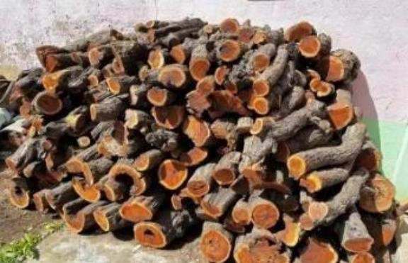 为什么枣木不能当柴烧？一位60岁的护林员告诉我，大部分树木死后都能当柴火烧，唯独