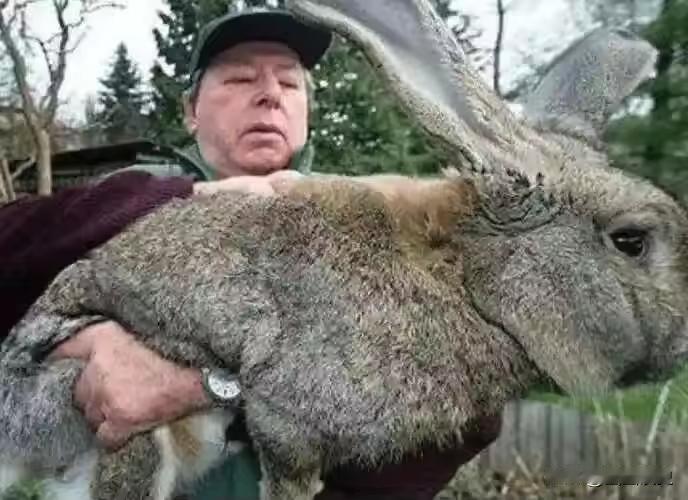 澳大利亚野兔成灾，有100多亿只，体重百斤却无人食用，当地人给出答案：不敢吃。