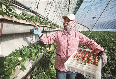 一颗草莓的百亿崛起之路