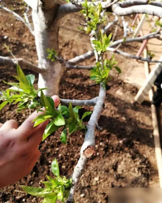 谁懂啊！最近盆景圈都在聊“回缩”修剪，就是对多年生枝短截控树冠、复壮，还分戴帽、