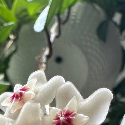 球兰的种植方法1．选择合适的花盆：球兰根系长满花盆后才会开花，因此选择较小的花盆