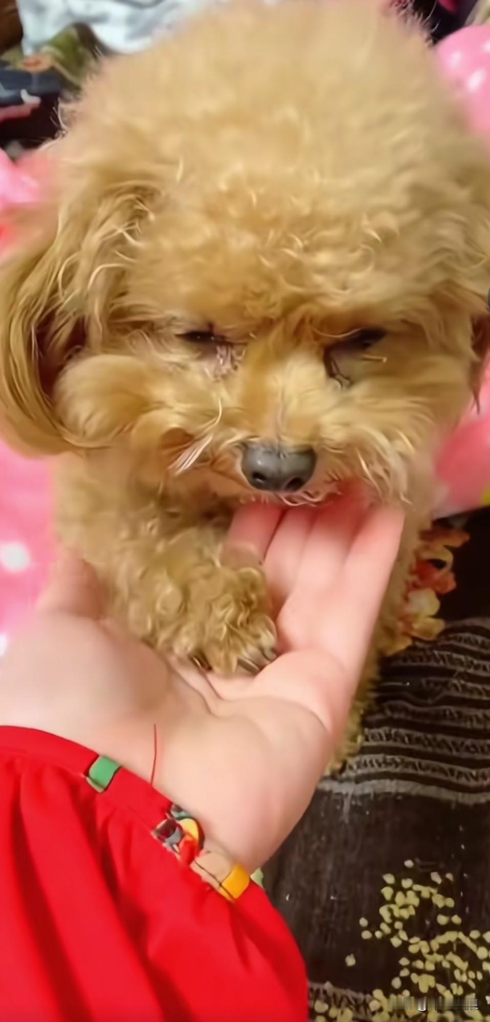 泰迪缓缓走到尽头，最终趴在了主人的掌心里，落下最后几滴眼泪。它心中满是对主人多年