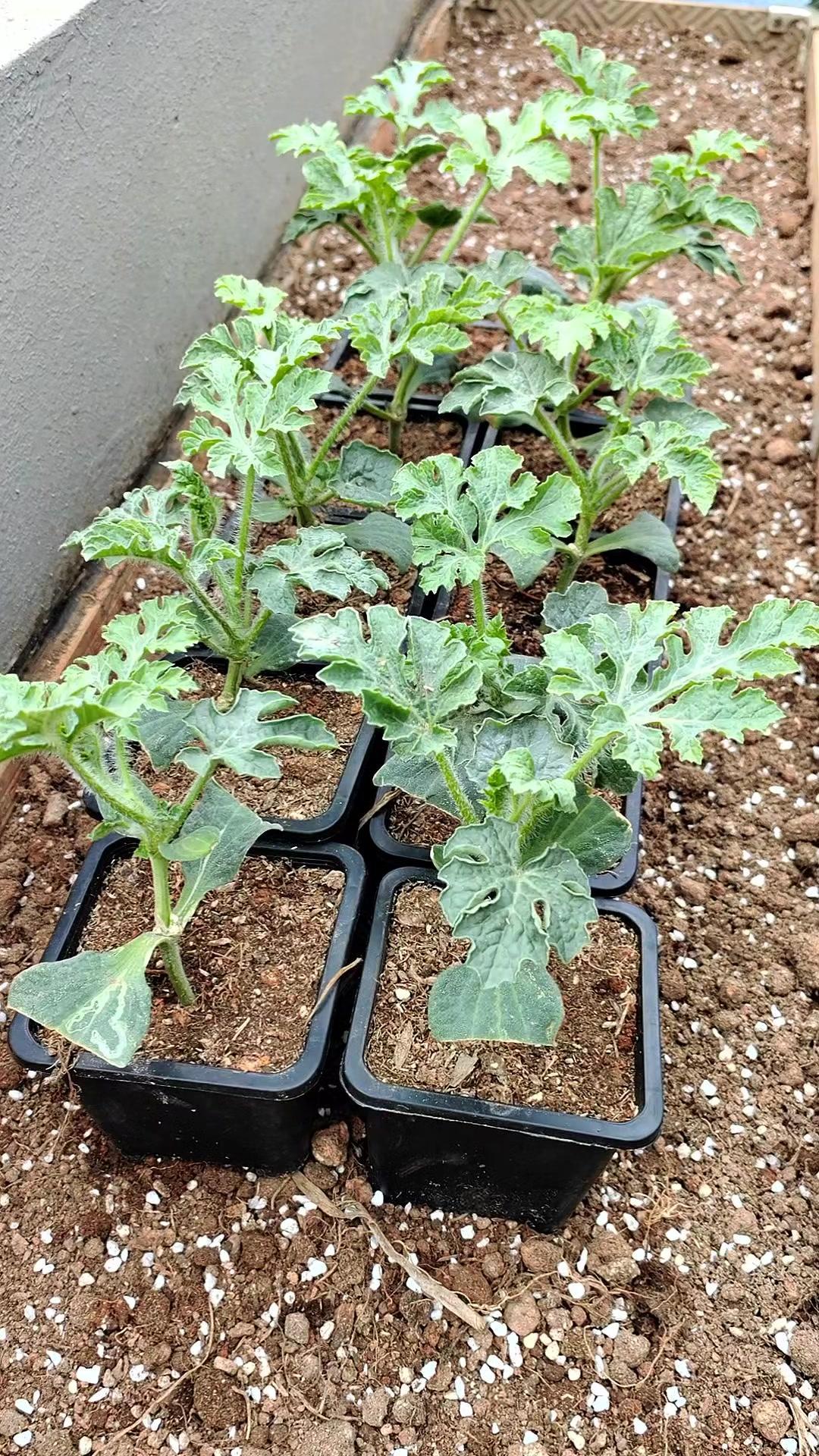 阳台种西瓜全攻略！从育苗到定植超简单～🌱育了一个月的西瓜苗根系都长到盆外了，赶