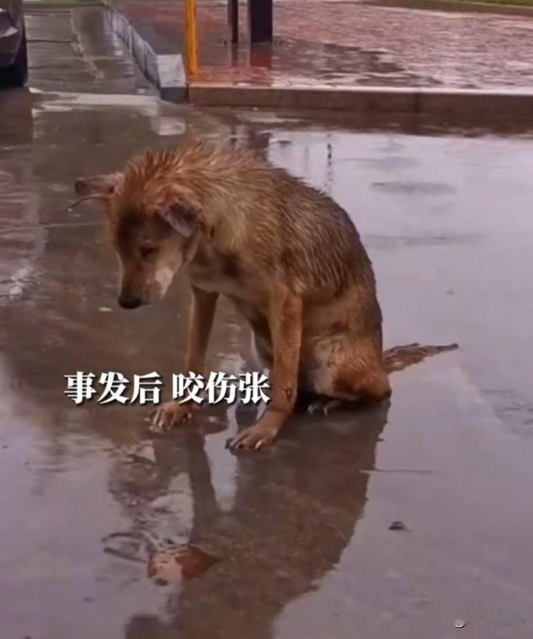 两只流浪狗咬伤路人，长期投喂者被判赔13万，法院：长期投喂为事实饲养人！法院认