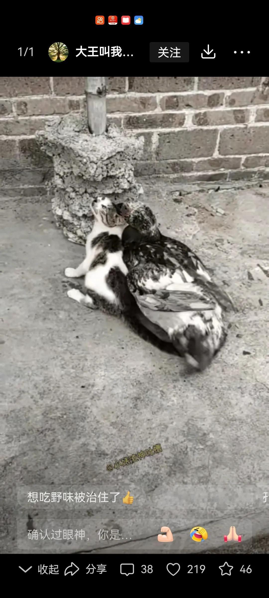 看看这只美洲公番鸭，耍流氓，连只猫都不舍得放过。这家主人也太吝啬了。给这只鸭子多