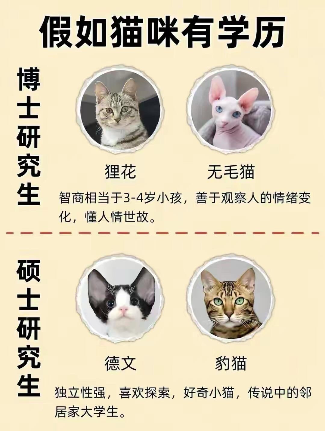 猫咪的学历排行榜​​​