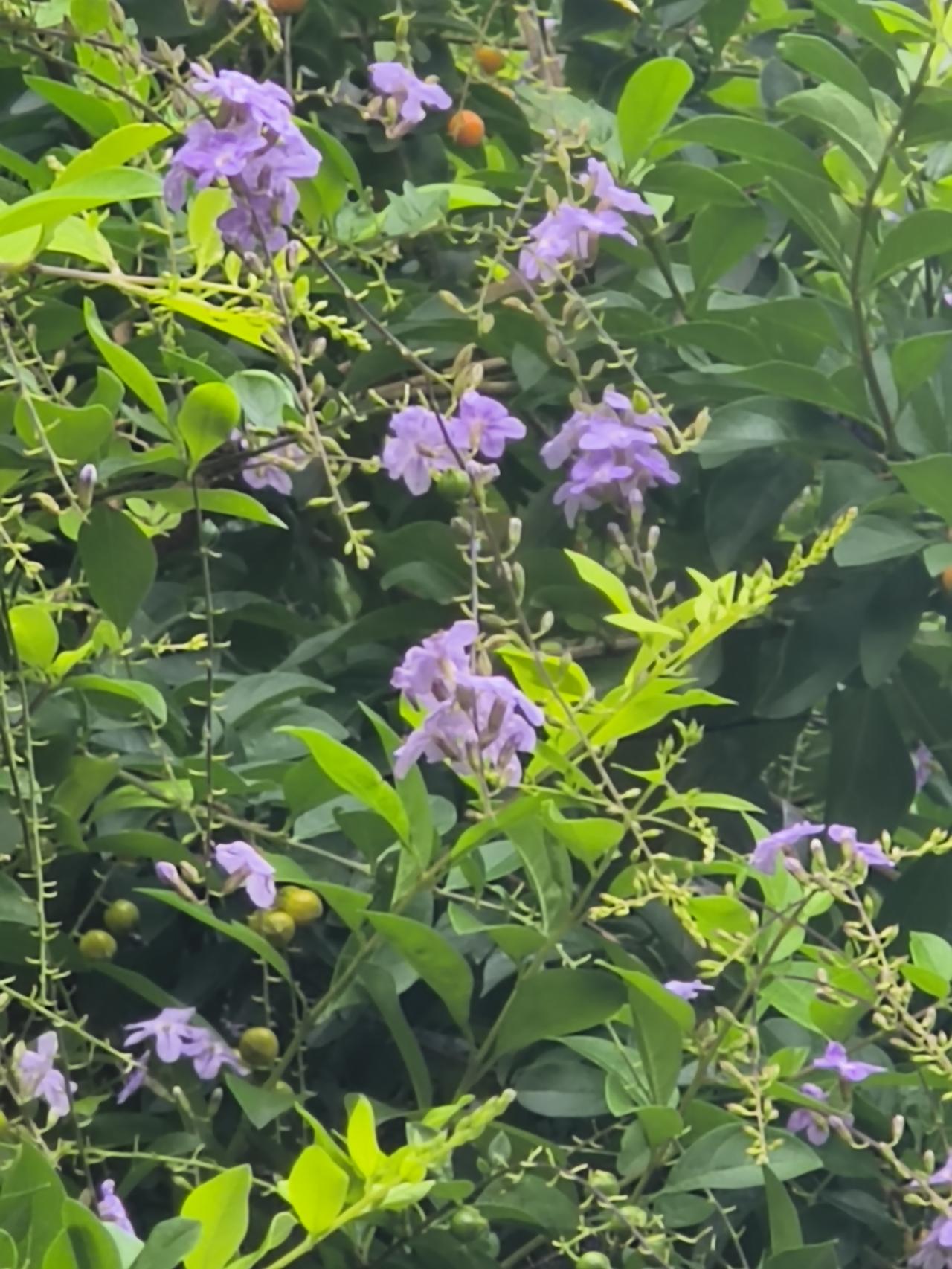 今天妹妹给我打了电话，说是今天下午因为停车的事情和她大伯哥吵起来了。这事闹得还