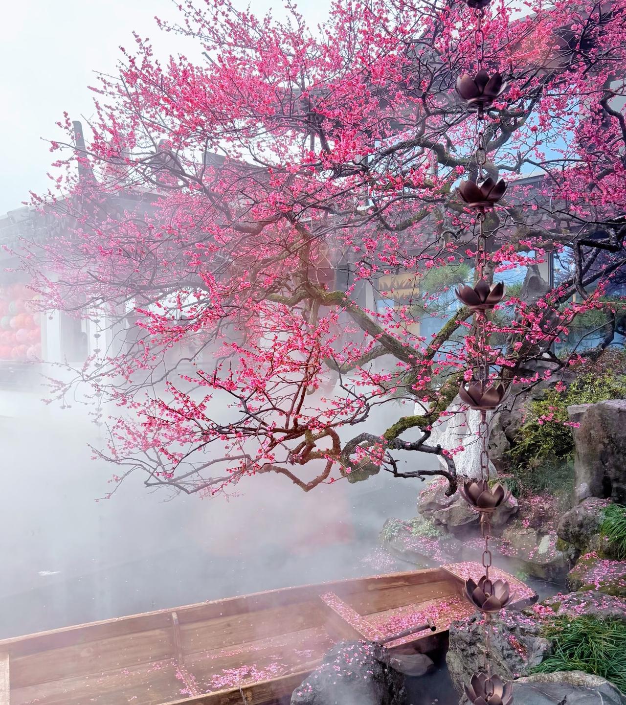 雨落梅香，这便是真正的烟雨江南！“雾里寻梅，暗香浮动雨落疏枝，不负春来”