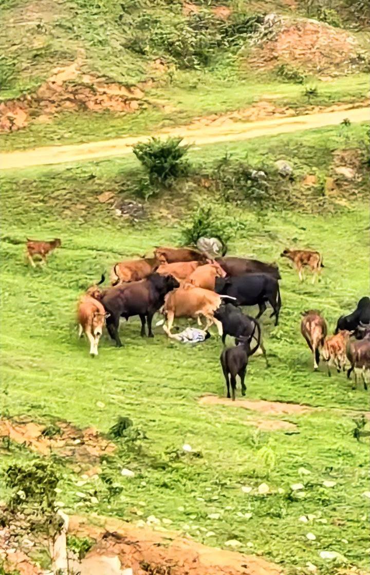 小男孩踏青被牛群踩踏，作为从小放牛出身的人，我可以肯定的说，不要被牛的外表欺骗了
