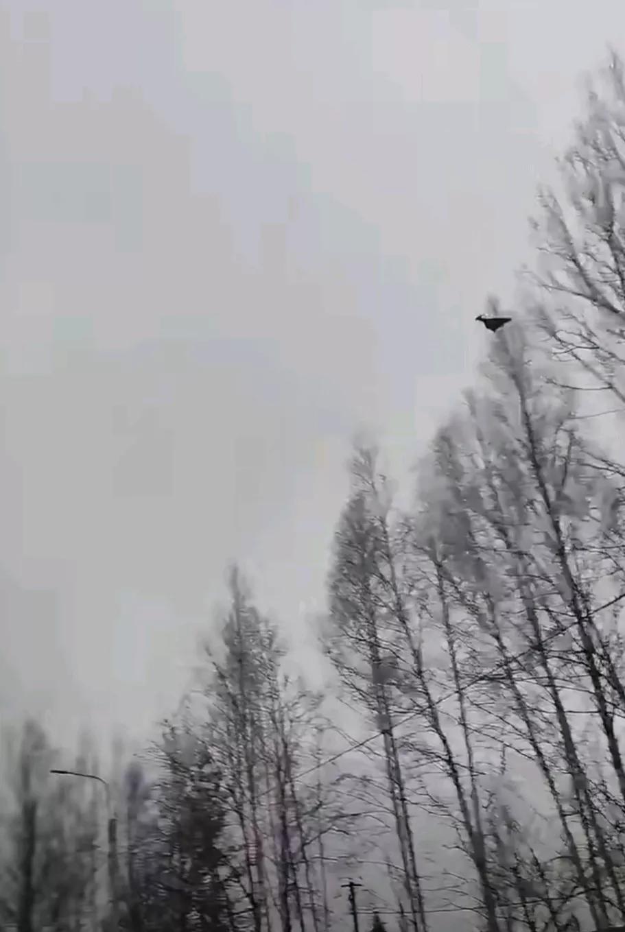 俄媒消息，乌克兰或已能够仿制俄式“天竺葵”无人机。当地时间29日，列宁格勒州