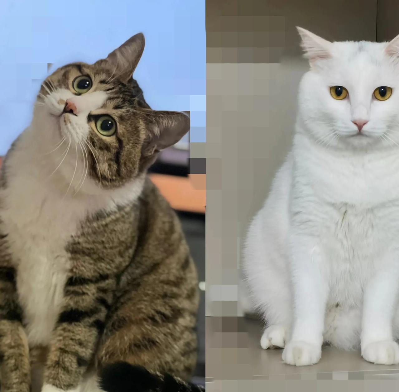 家人们谁懂啊！我家狸花猫昨天直接给我整了出“猫界社牛天花板”名