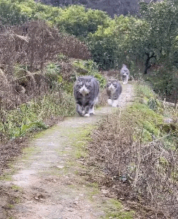 进城务工了，猫猫方队集合欢送！