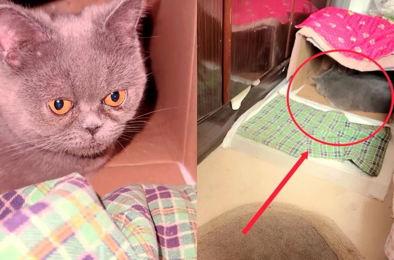 自从三只小猫没了女主人头一回开直播画面中猫妈妈一直窝在纸箱子里，不停地找孩