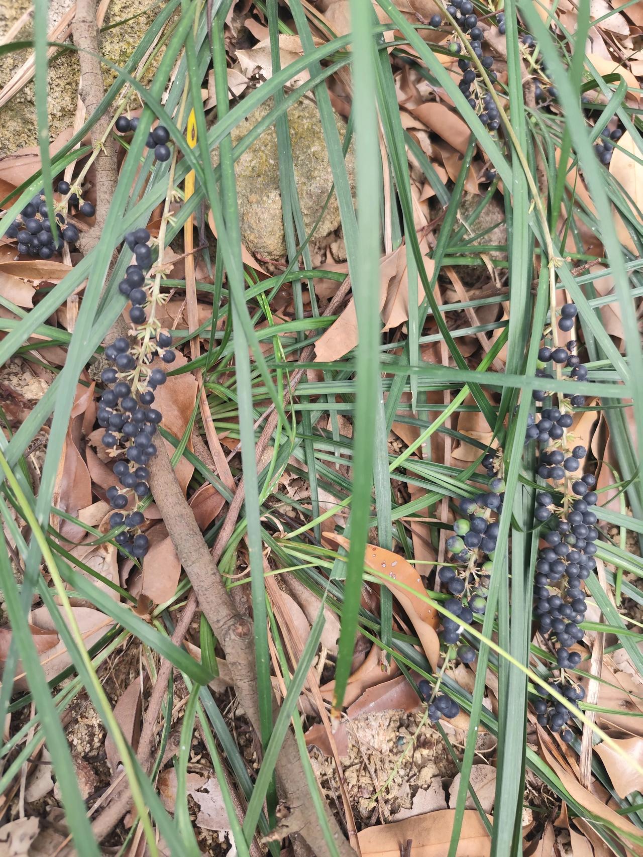 姜维降魏这个事很可疑，书上都说他说假投降，主要目的是劝钟会反魏。依据呢？好像只