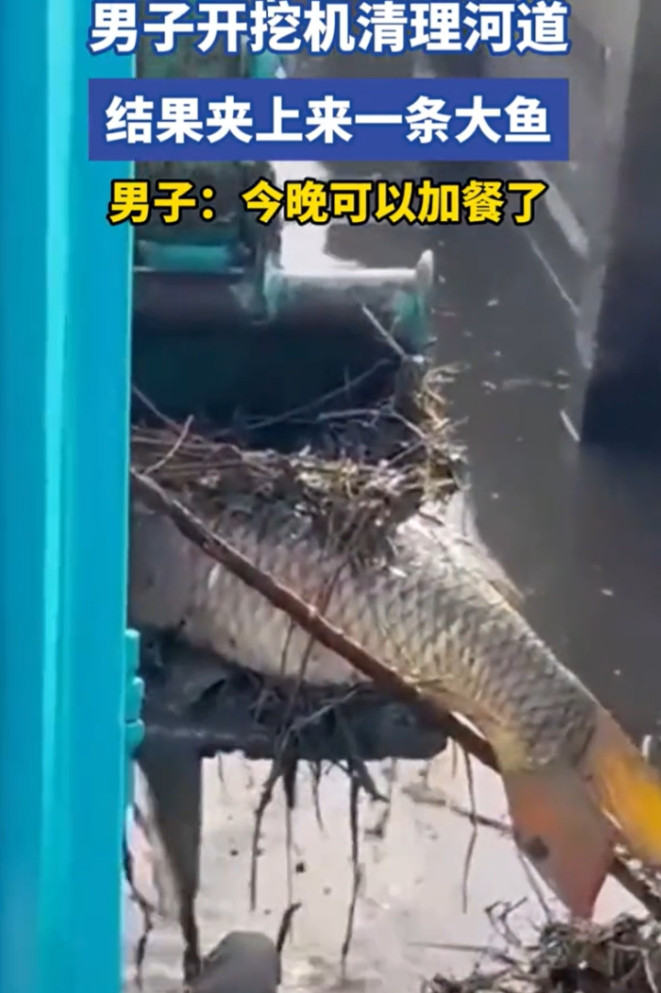 “解释不清了！”广东，男子开挖机清理河道，不料，才挖到一半，就挖到了一条“大鲤鱼