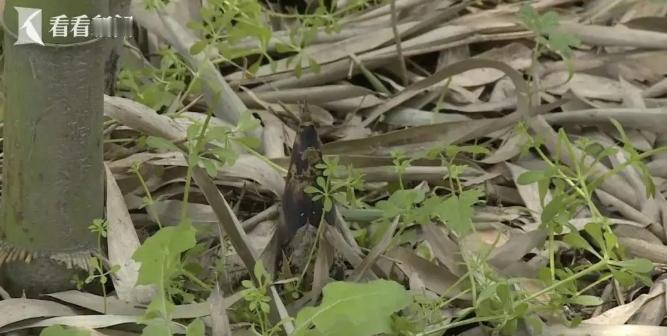 4月26日，重庆，男子进了景区后不老老实实逛景点，反而跑去竹林里挖新长出来的竹笋