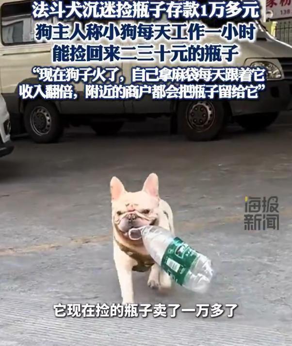 这狗子火了！广东广州，男子养了一只法斗犬，可每次带出去遛狗，都发现它对捡瓶子感兴