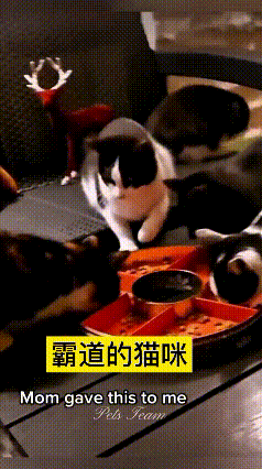 看到这个视频，给我笑的直拍大腿！那带隔断的猫粮盘，本来是让俩猫分着吃的，结果一只