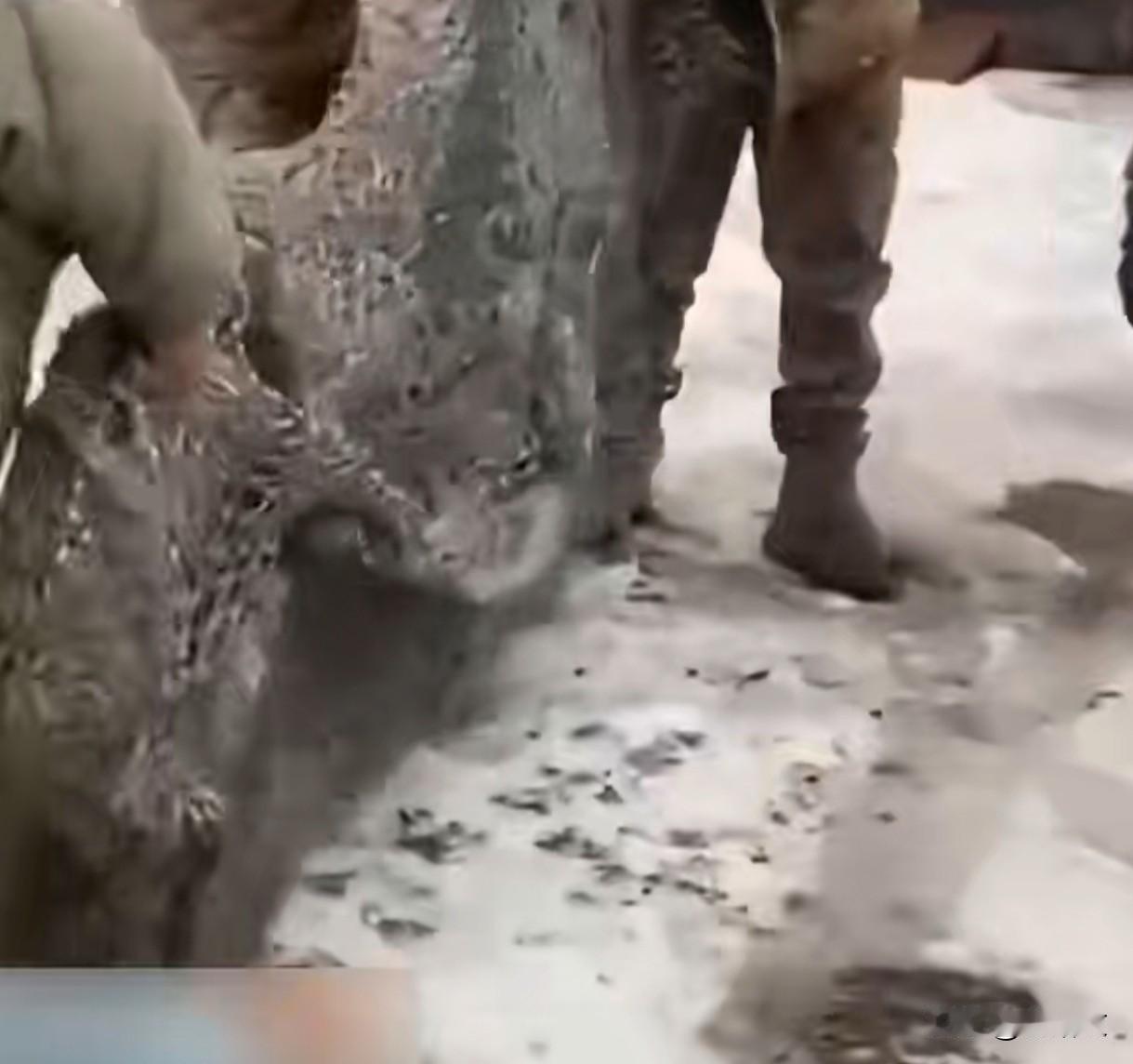 欧洲往乌克兰送旧渔网？不是打鱼是捕无人机，这操作太绝了！欧洲多国竟忙着给乌