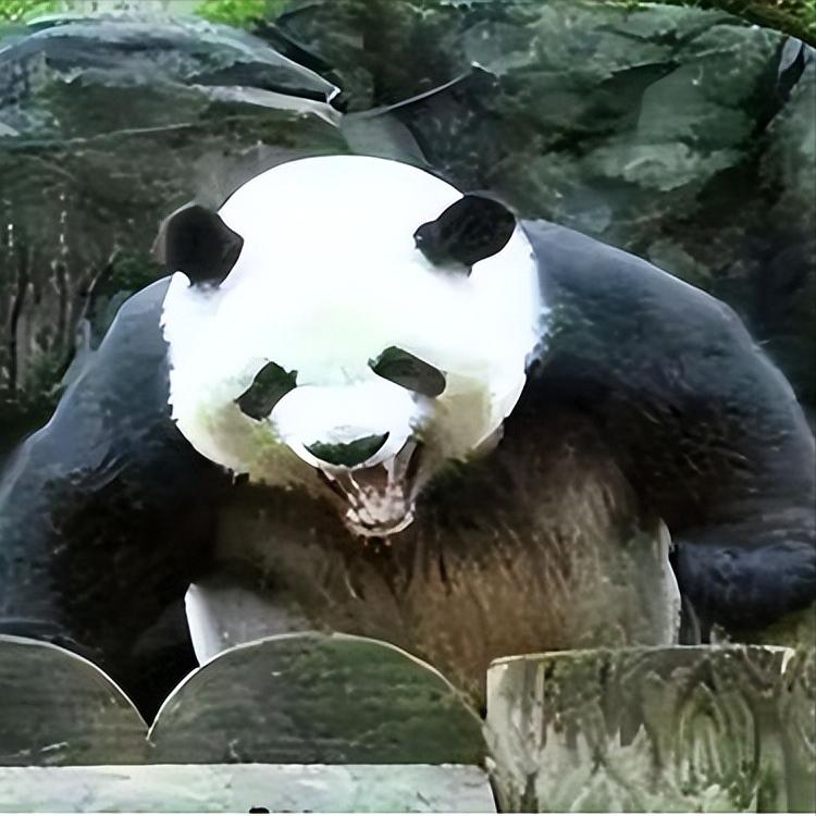 四川曾有老虎，为什么没吃大熊猫？一位65岁的护林员说：80%的人不知道，老虎就算