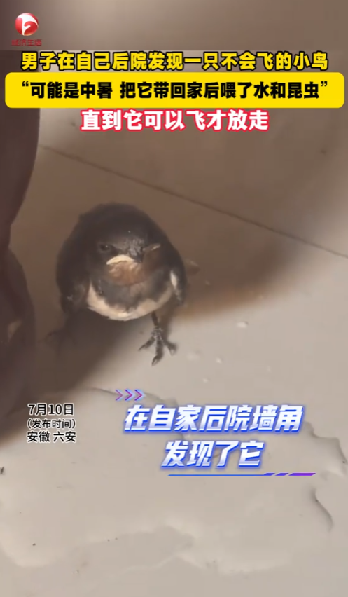 积大德了！”7月10号，安徽六安，一男子在自己后院发现一只不会飞的鸟，嘴巴一直长