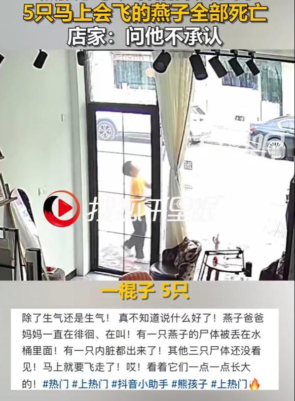 江苏扬州，店主外出吃饭时，店外屋檐下一处燕子窝被一名孩童持长杆捅落。窝里5只即将
