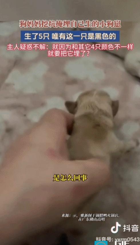 “解释不清了！”广东，一只黑狗生下了五个幼崽，四黄一黑。不料幼崽落地，狗妈竟当众