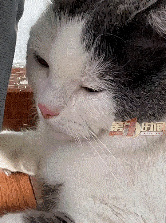 万万没有想到，重庆，一猫主人将自家的猫卖给了一名女子，女子拿到猫时，觉得不但长得