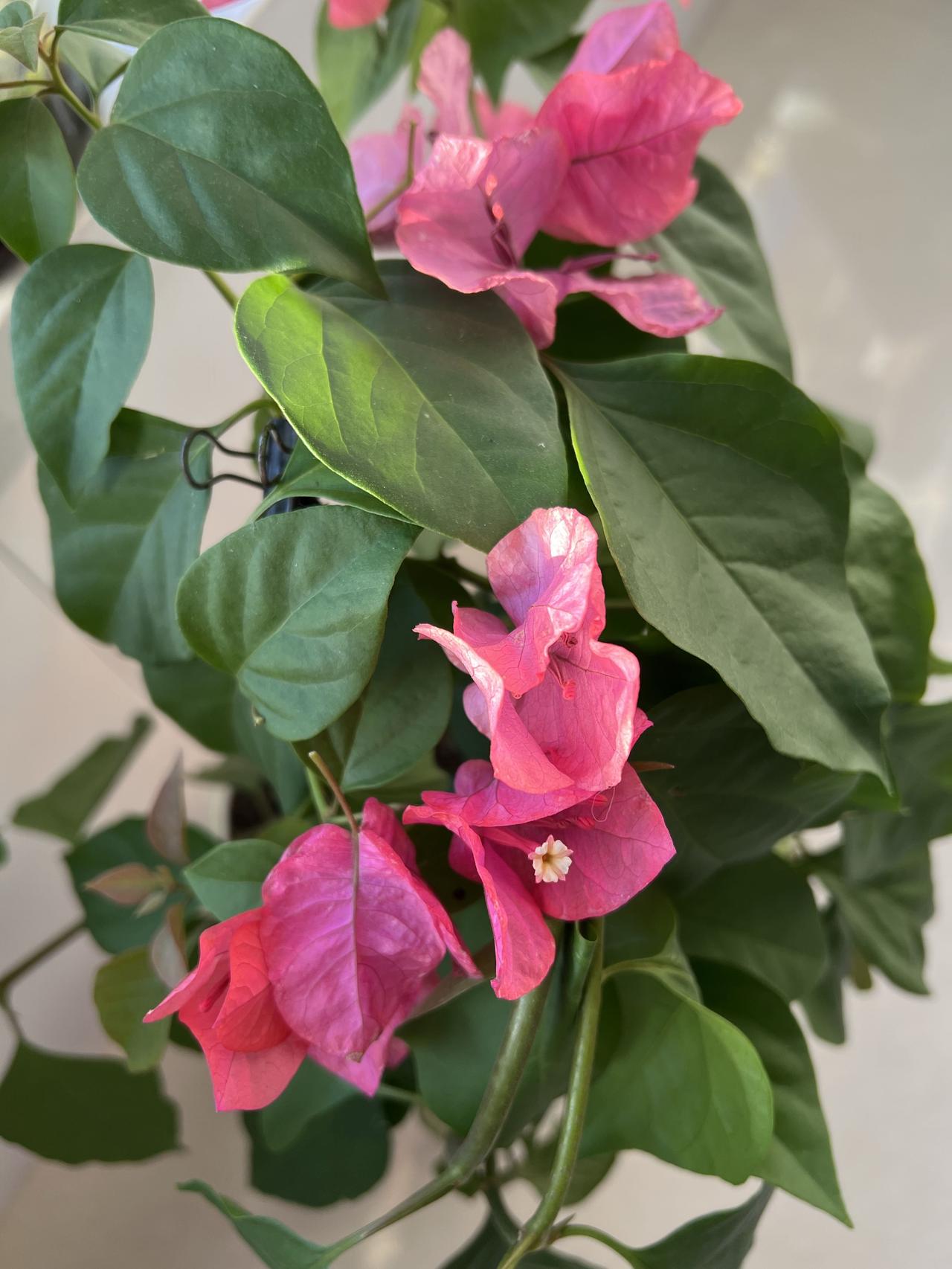 今天,公公给我打电话,说微信给我转了3000块钱,让我交下家里6个人的合作医疗,