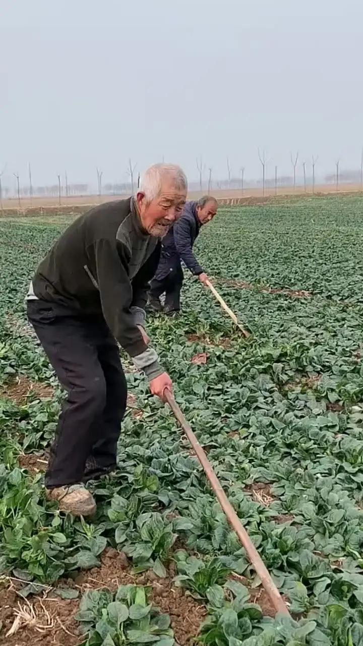 农民养老金提高至1000元分几步走农民为国家发展奉献了青春与汗水，提高养老金是对