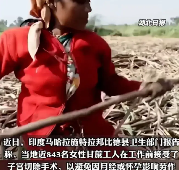 印度甘蔗女工怕来月经或者怀孕影响工作，自费约3个月的工资做子宫摘除手术。好可怜