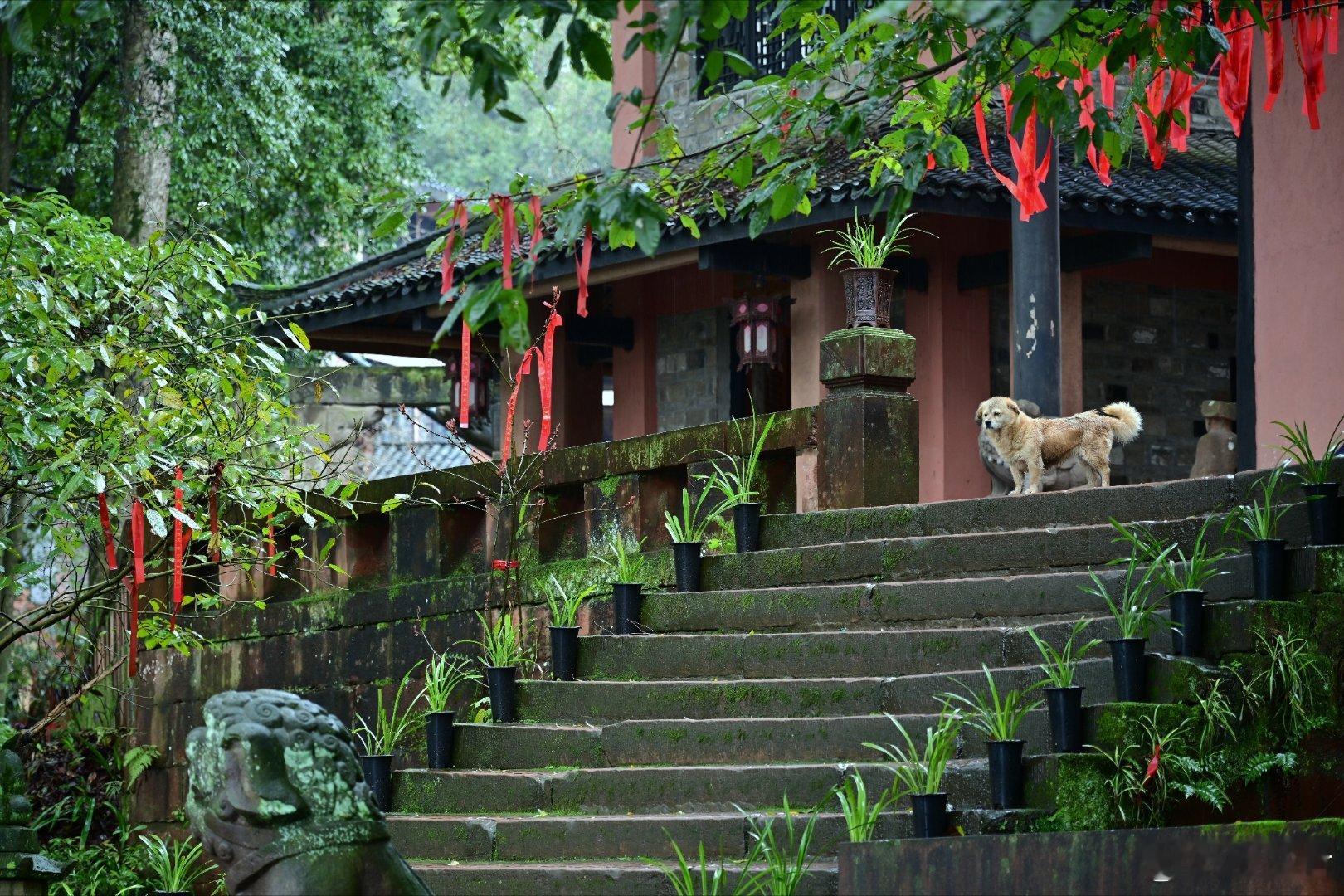 四川泸州合江法王寺，青山中的静谧古寺​​​