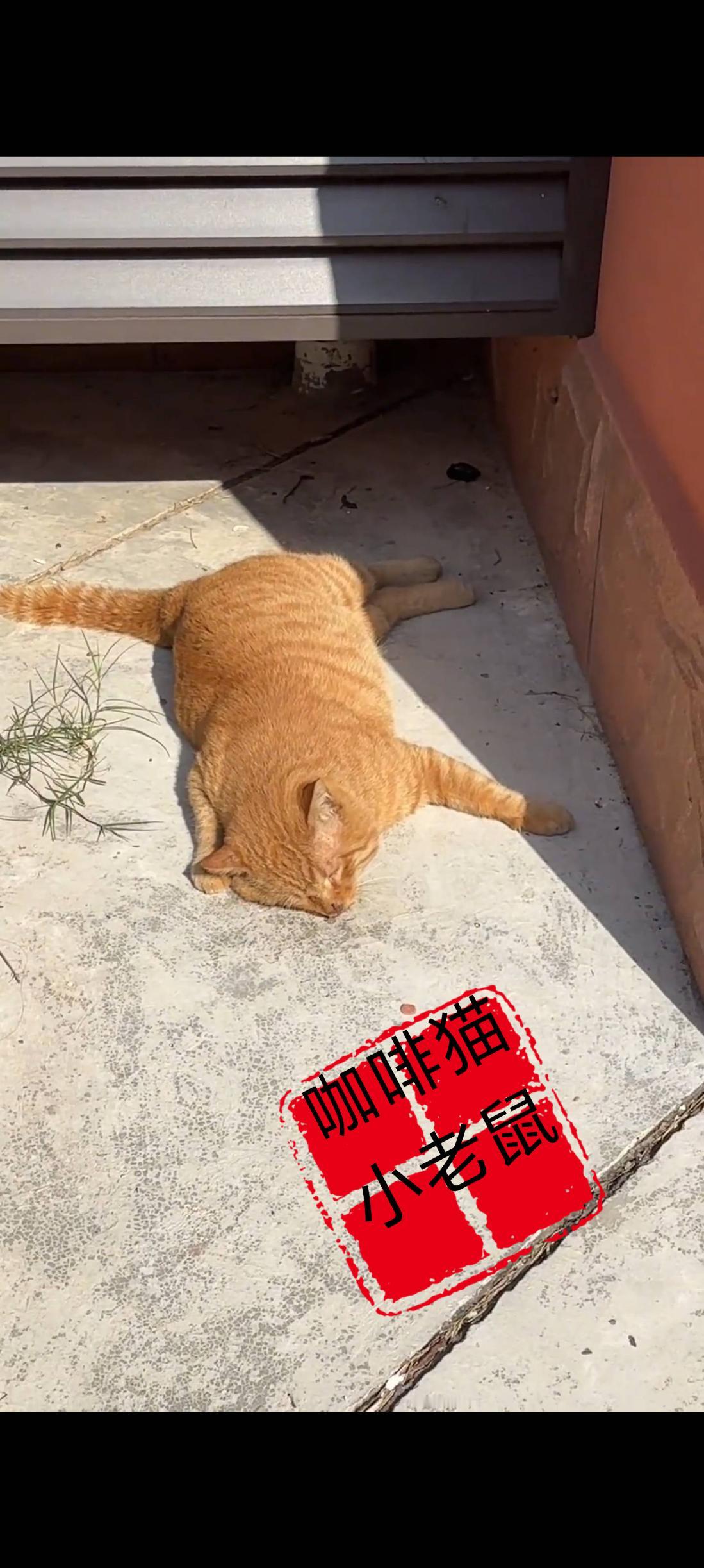 附近居民以为两只橘猫正平躺在草丛里面晒太阳，结果走近一看才发现事情并没有我们想象